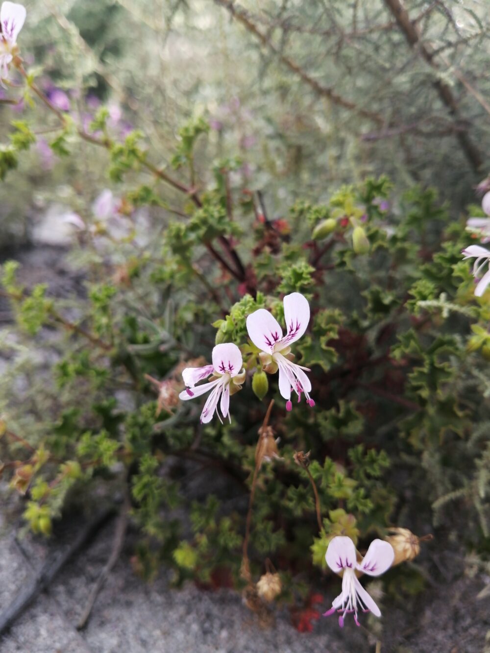 Pelargonium englerianum