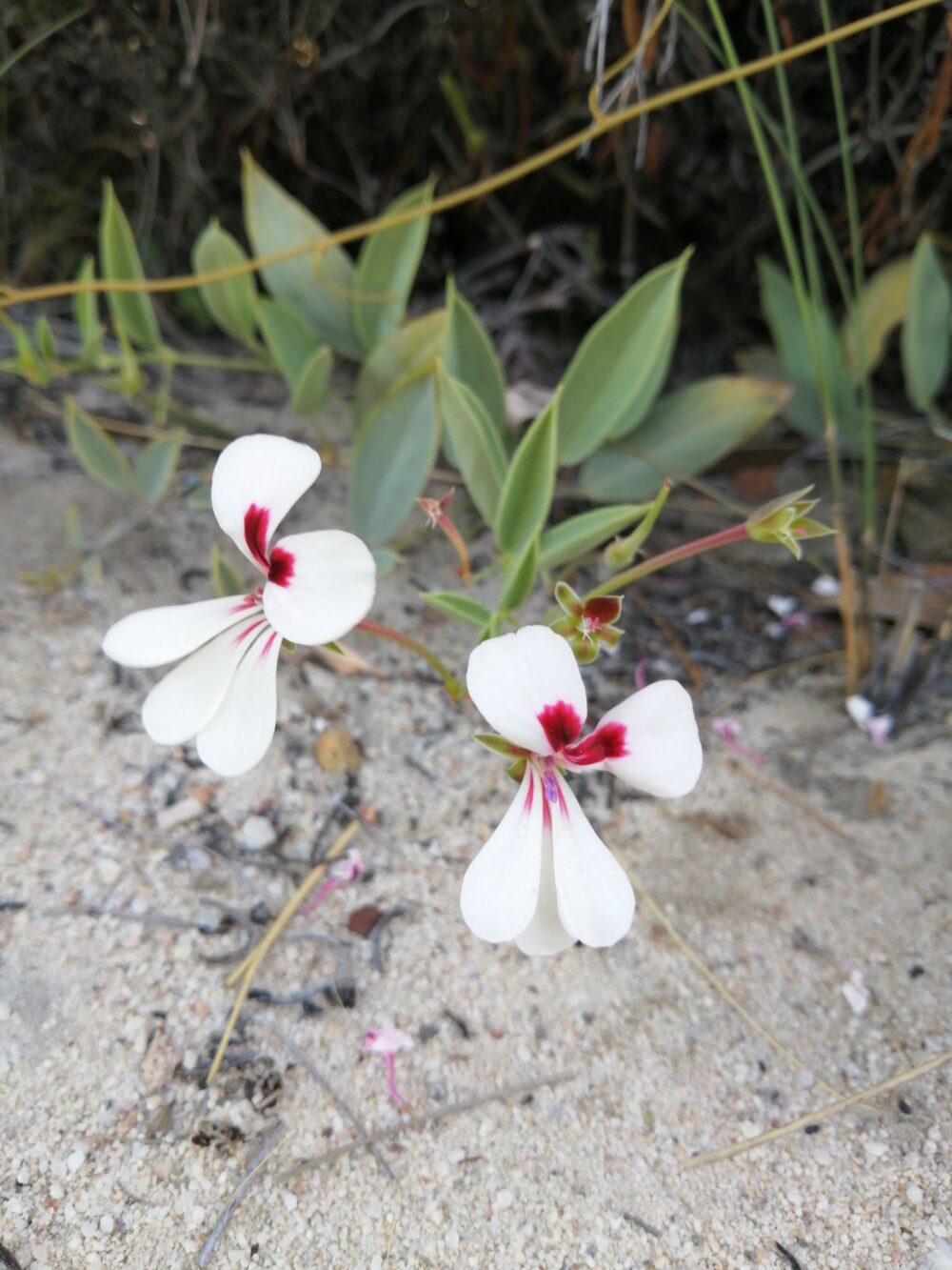 Pelargonium lanceolatum