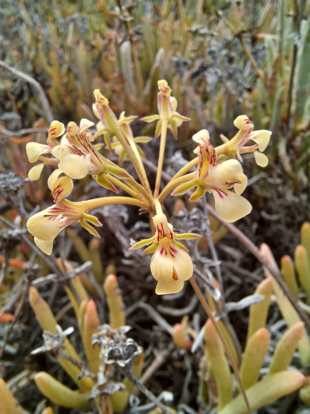 Pelargonium luteolum