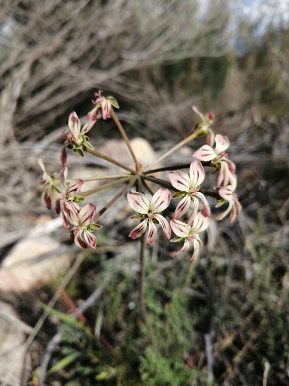 Pelargonium triste