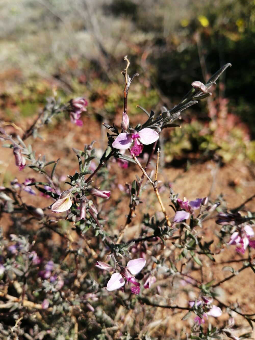 Polygala affinis