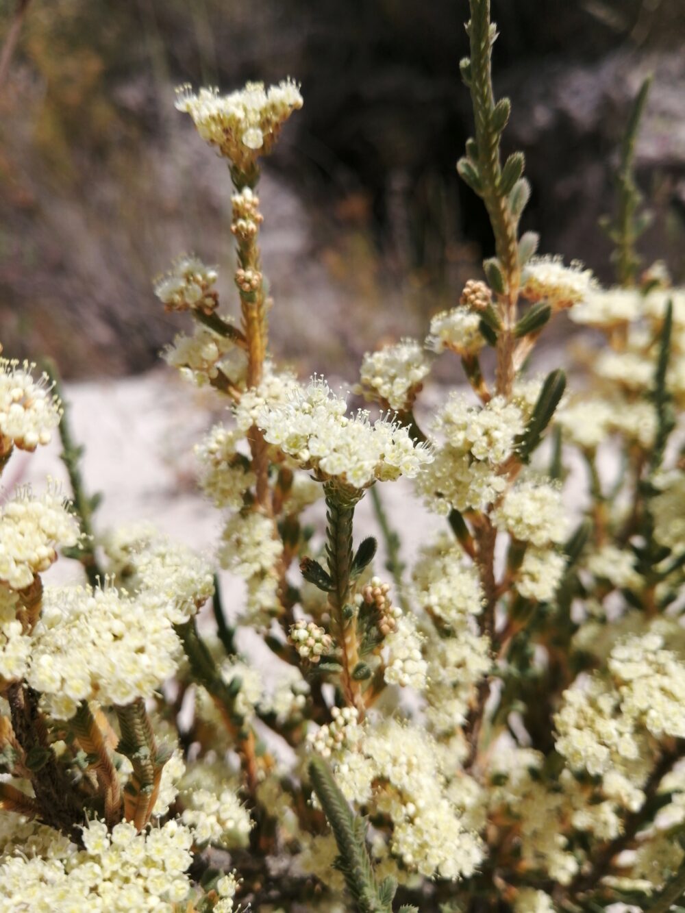 Psammotropha anguina