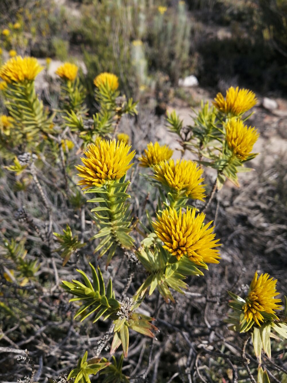 Pteronia fasciculata