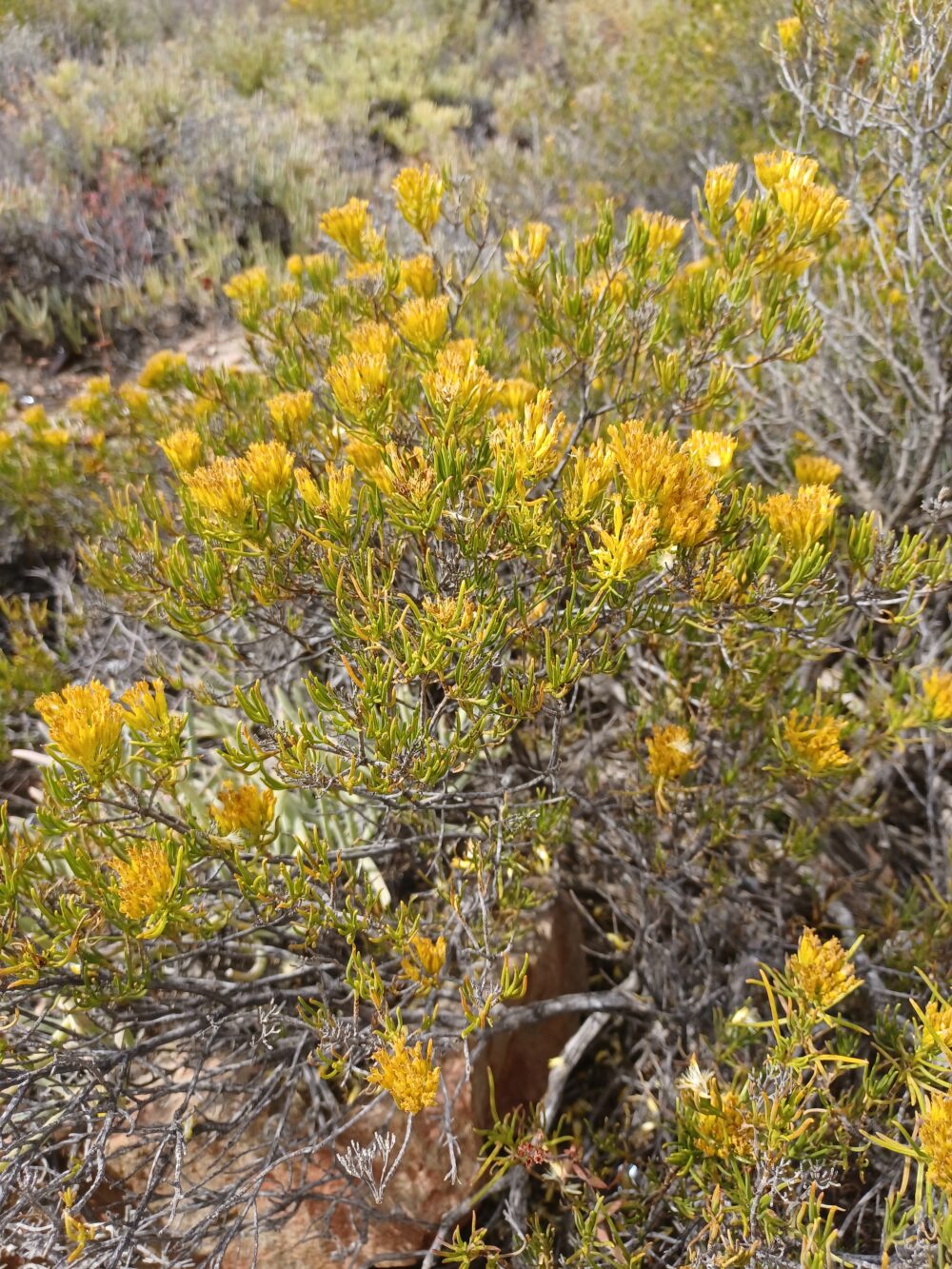 Pteronia paniculata