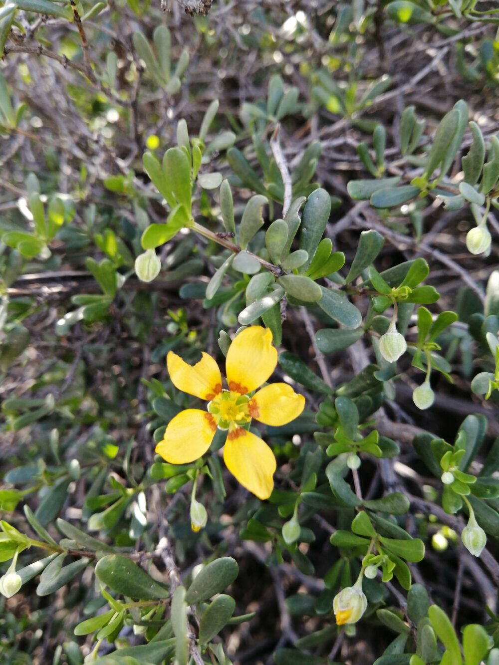 Roepera flexuosa