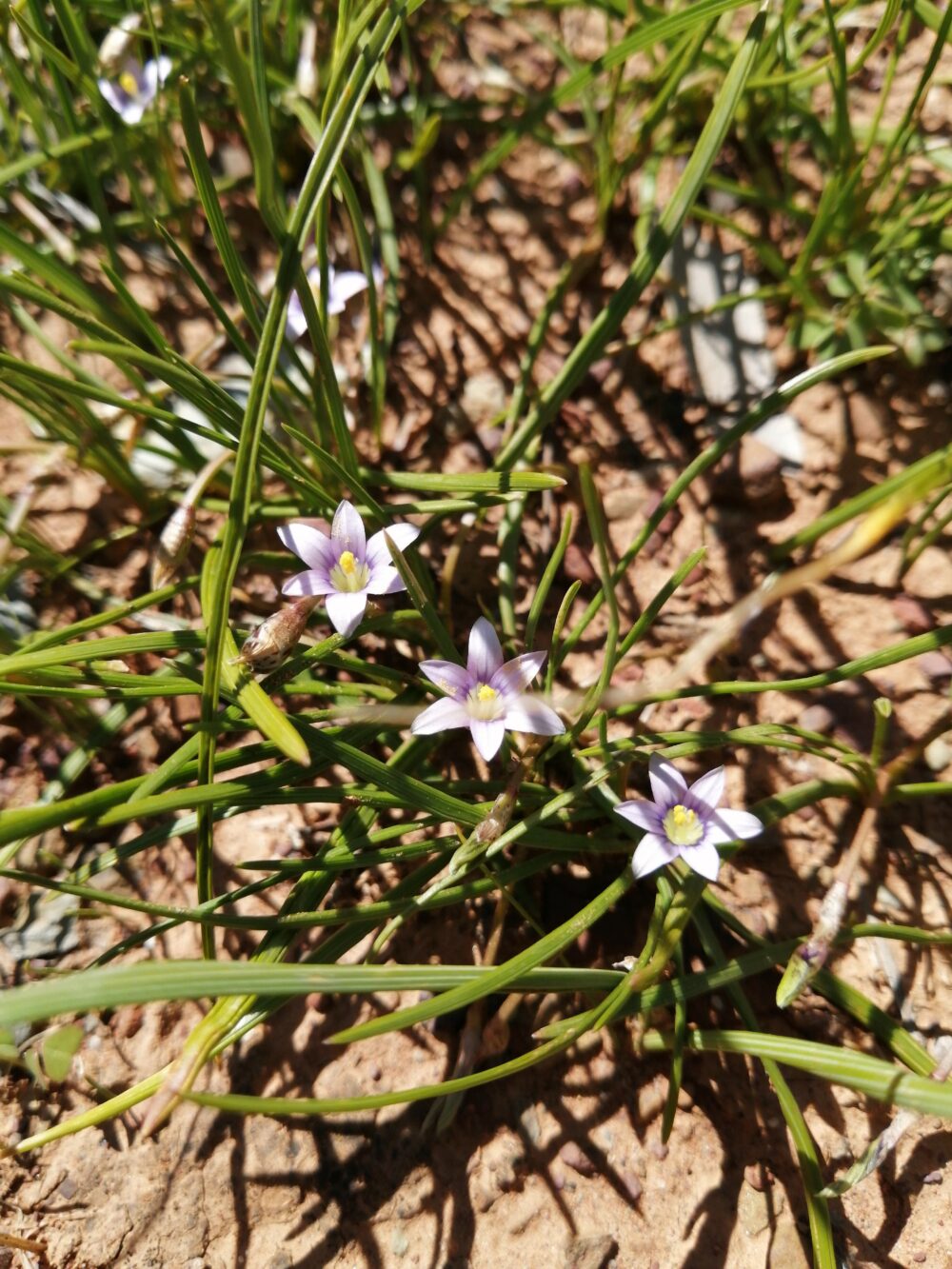 Romulea minutiflora