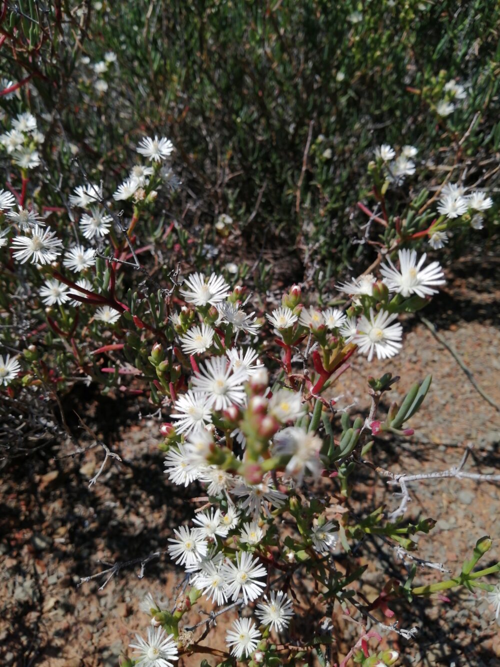 Ruschia multiflora