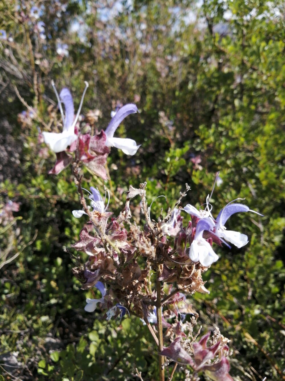 Salvia chamelaeagnea