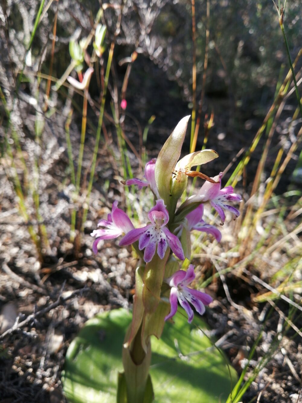 Satyrium erectum