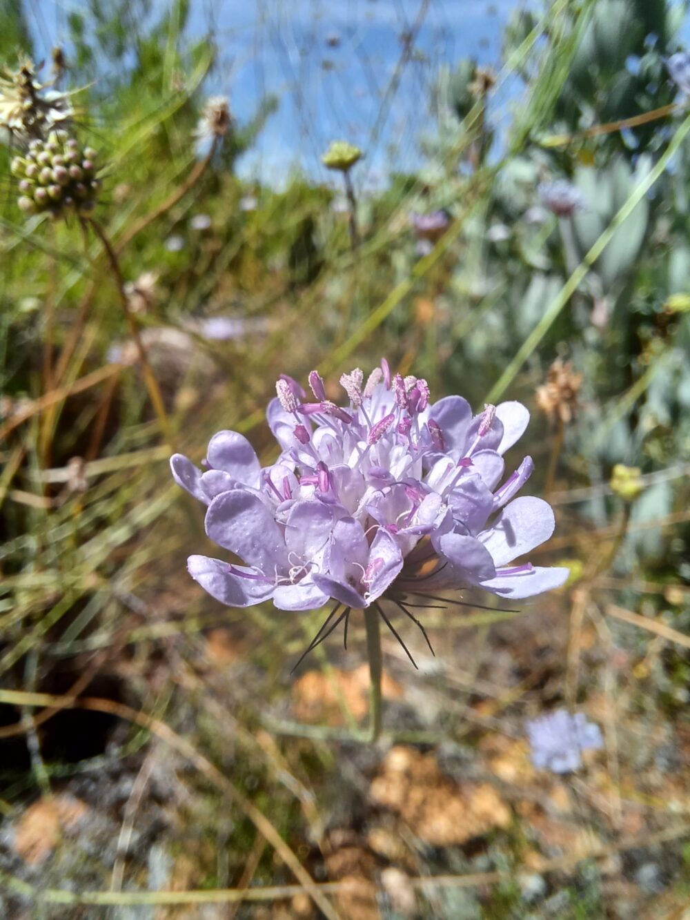 Scabiosa columbaria