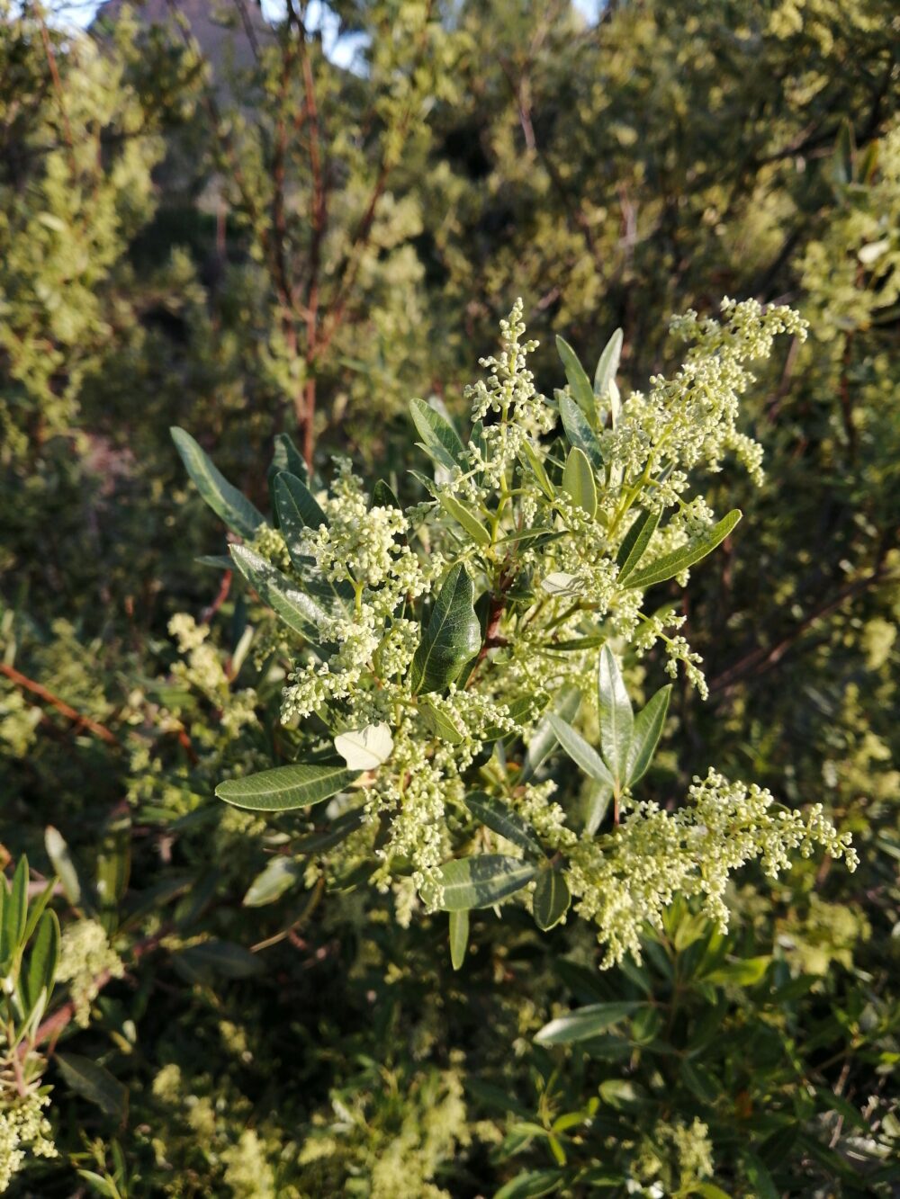 Searsia angustifolia