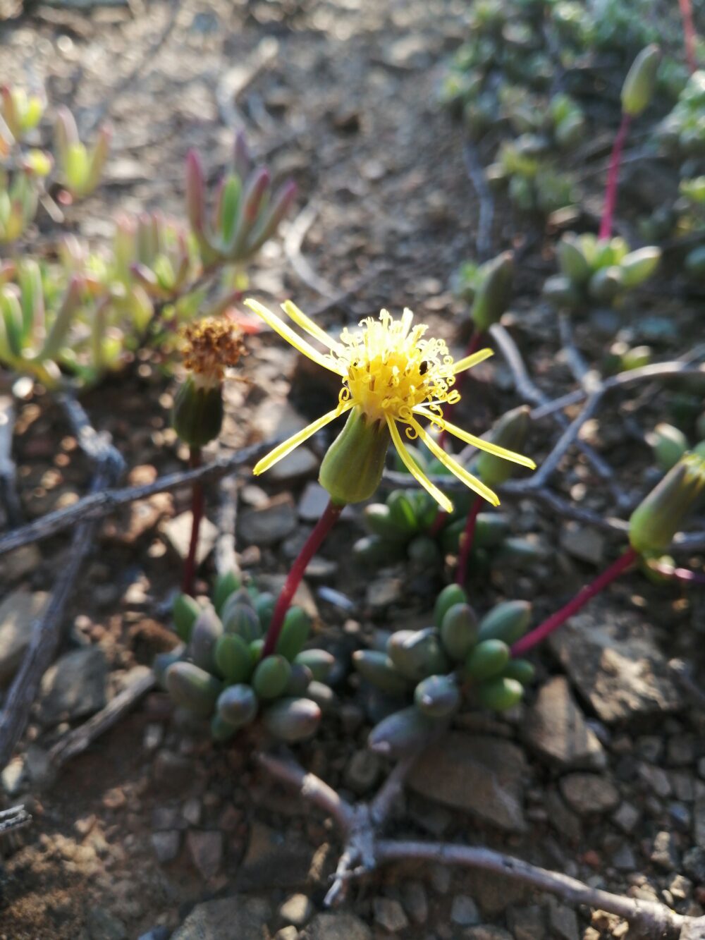 Senecio abbreviatus