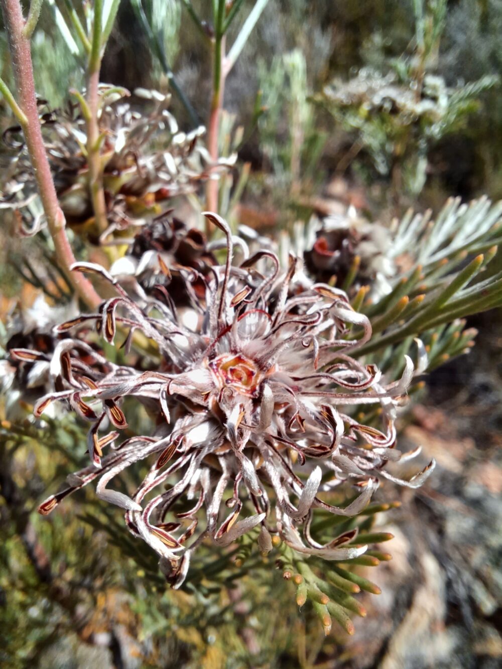 Serruria dodii