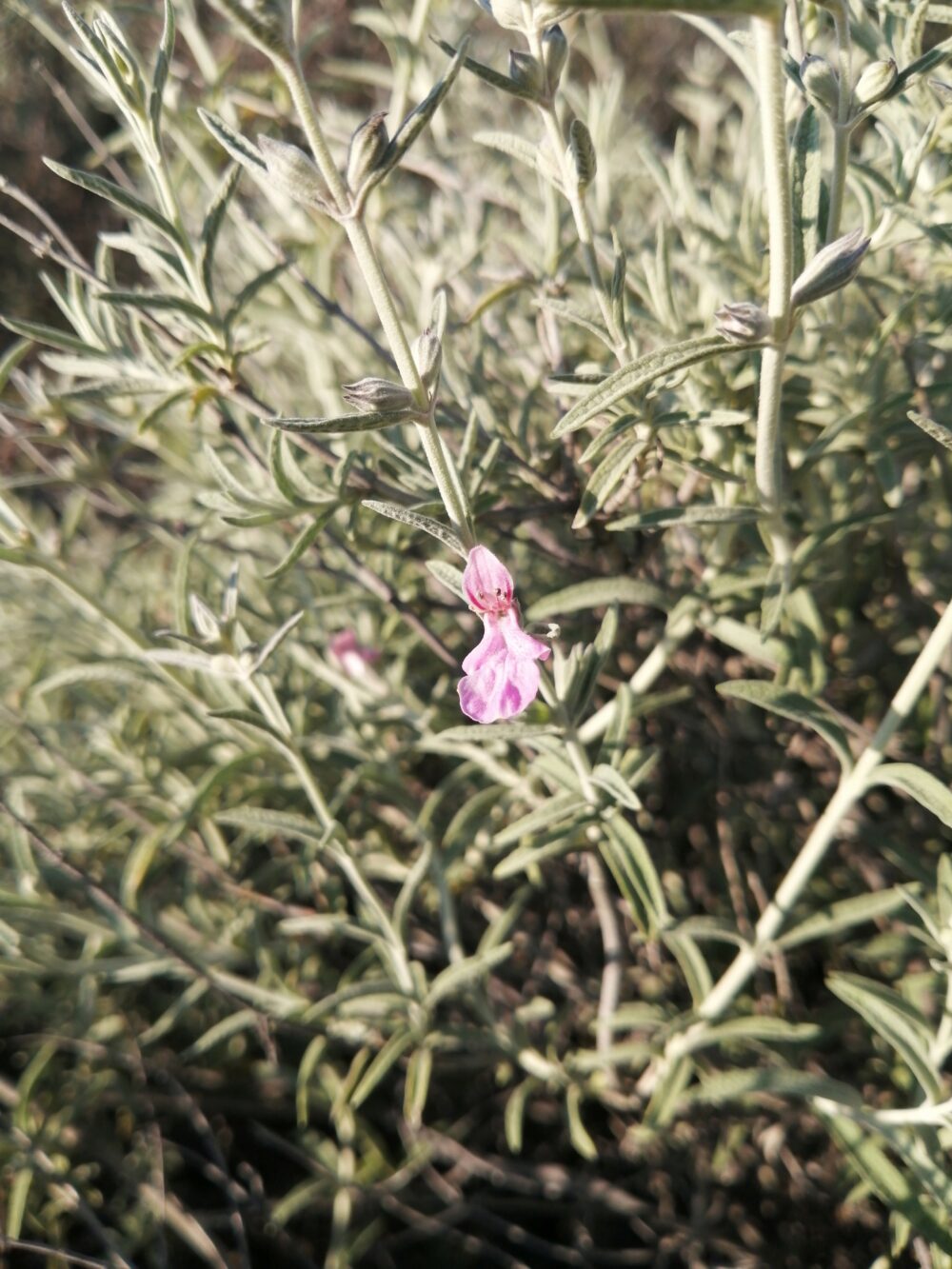 Stachys rugosa