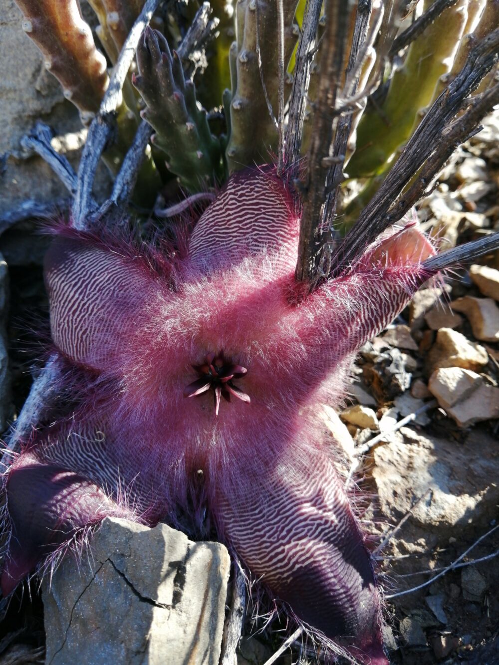 Stapelia hirsuta