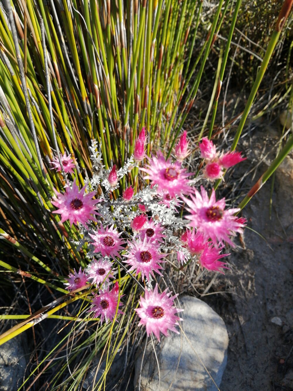 Syncarpha canescens