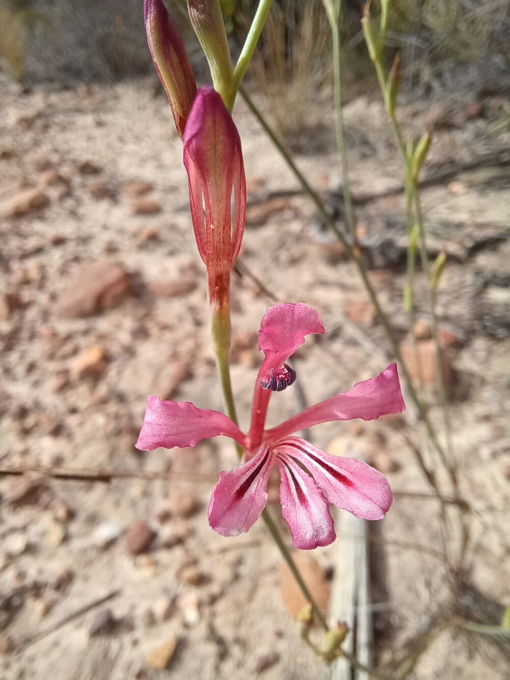 Tritoniopsis ramosa