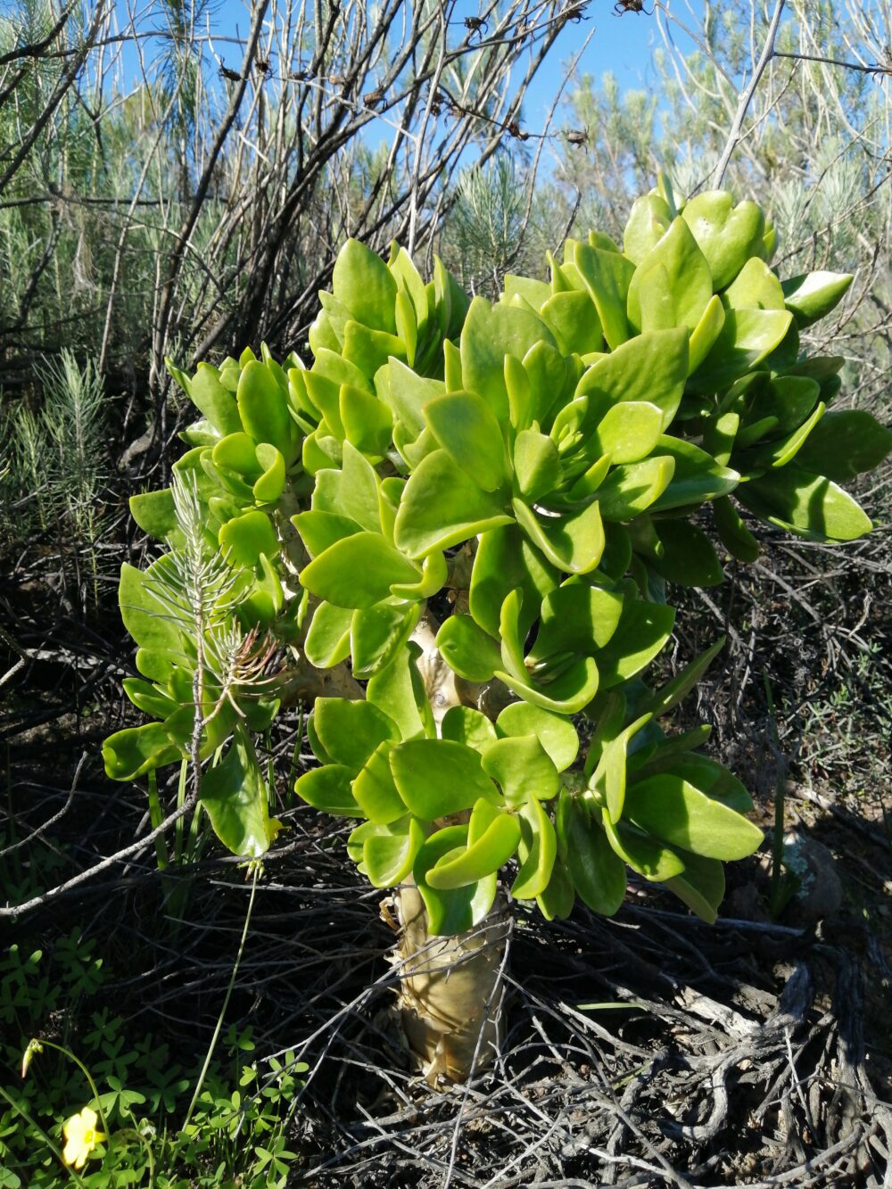 Tylecodon paniculatus