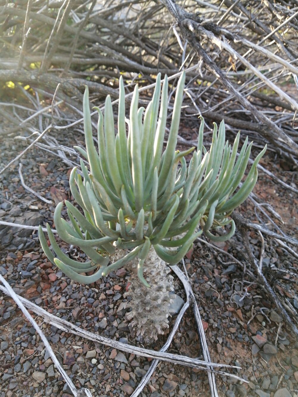 Tylecodon wallichii