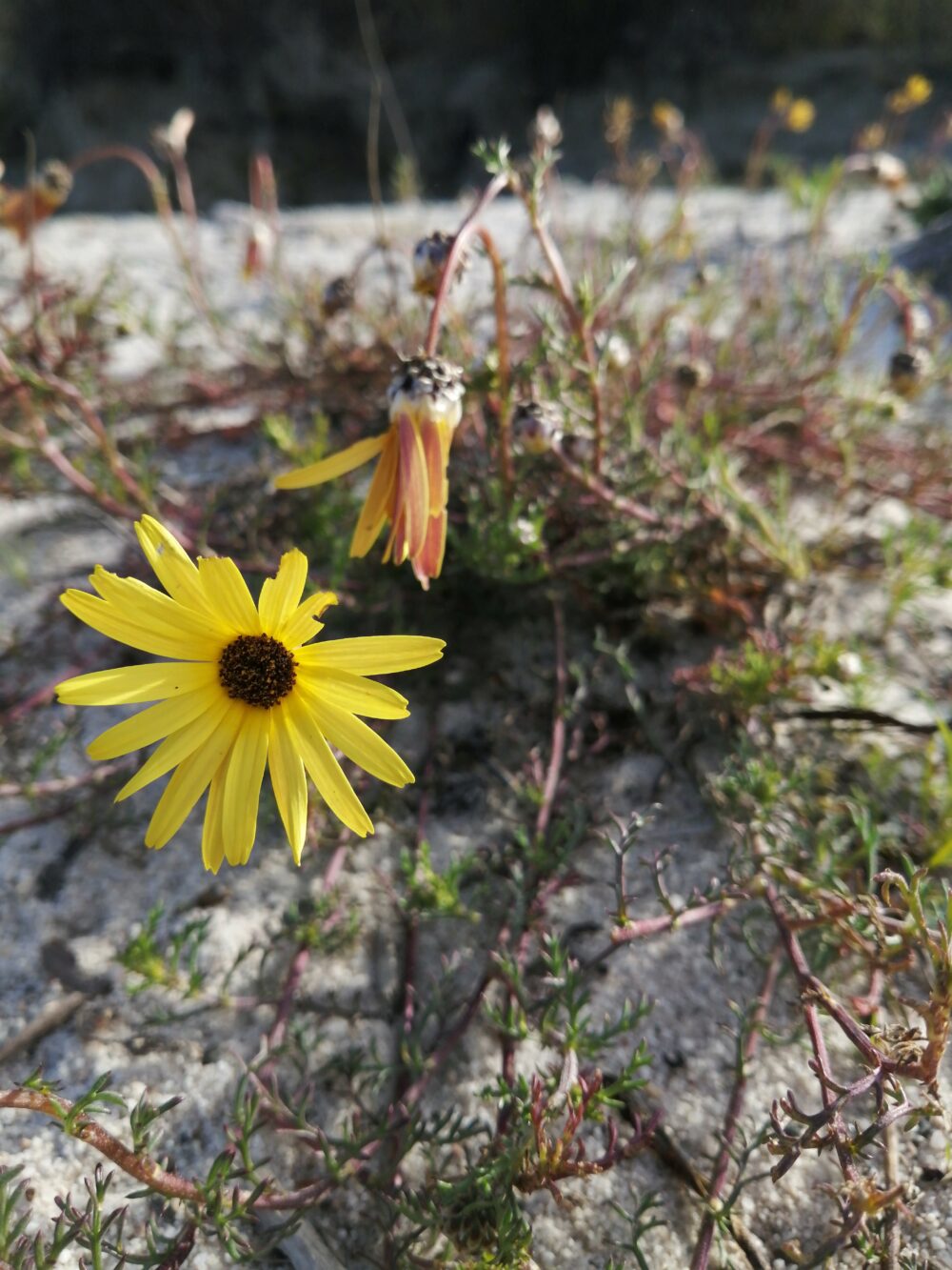 Ursinia chrysanthemoides