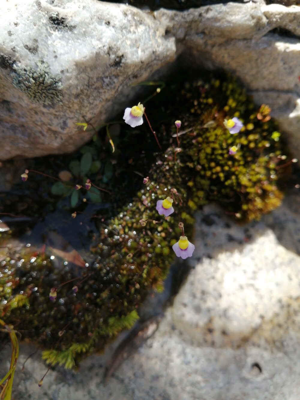 Utricularia bisquamata