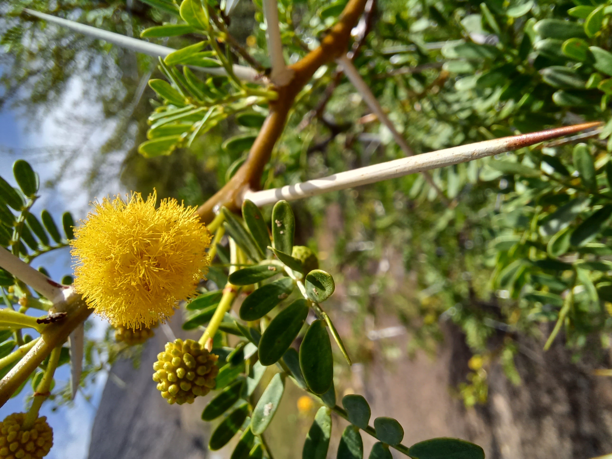 Vachellia karroo