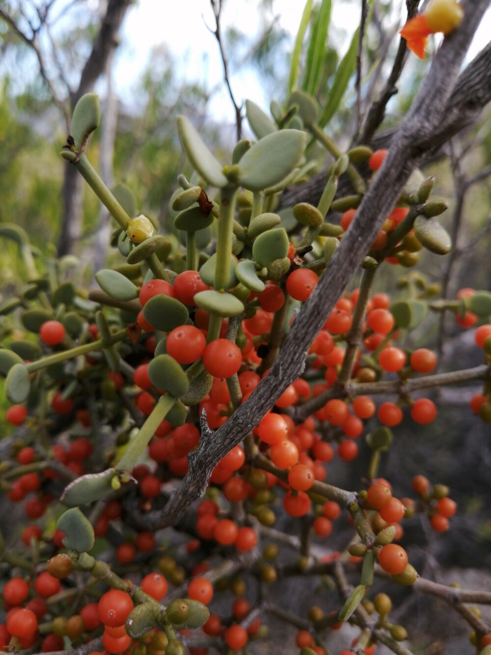 Viscum rotundifolia