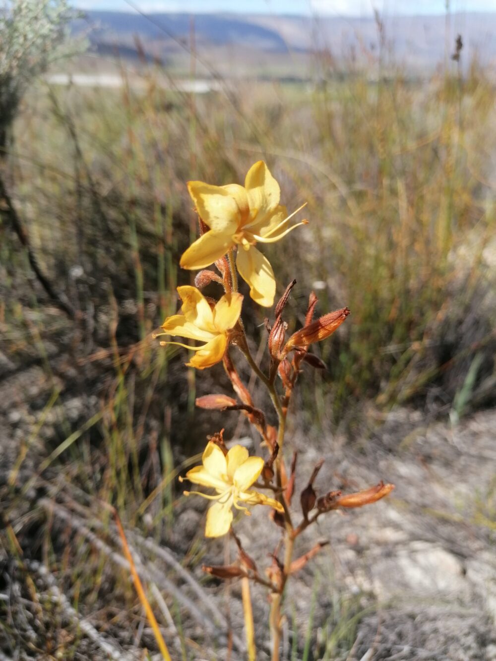 Wachendorfia paniculata