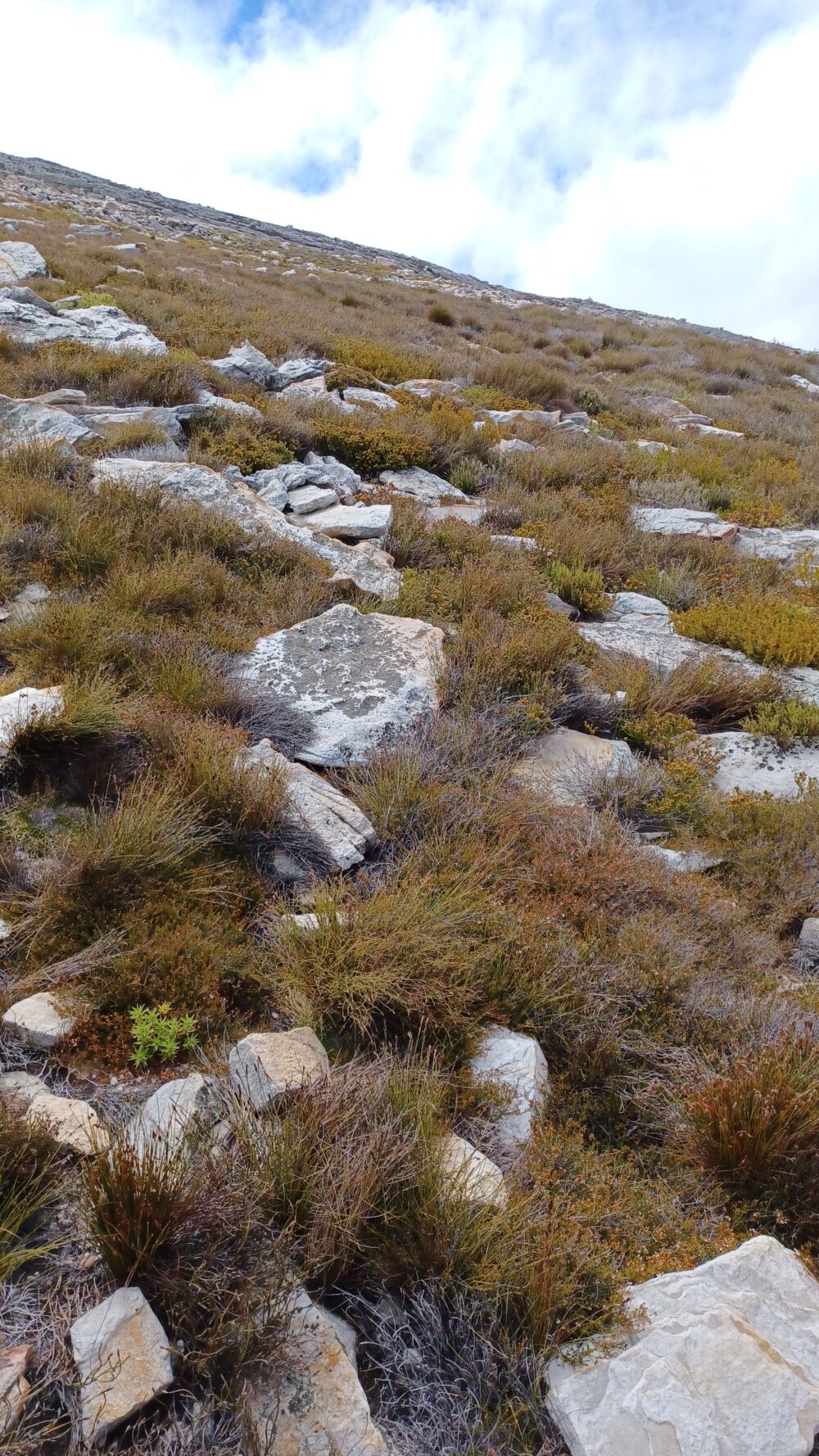 Western Altimontane Sandstone Fynbos