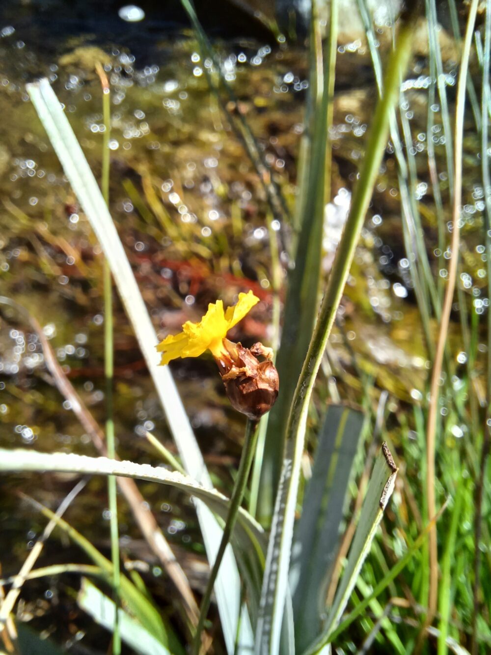 Xyris capensis