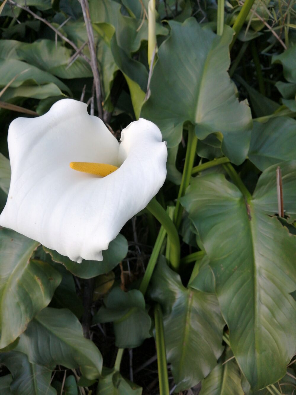 Zantedeschia aethiopica